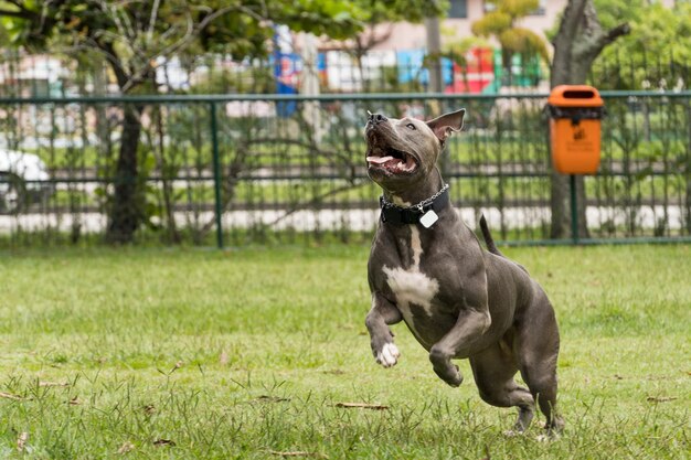 Pit-bull dog jouant et s'amusant dans le parc. Mise au point sélective.