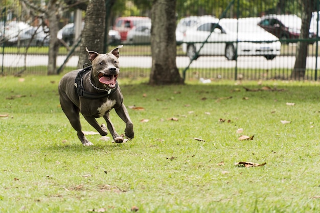 Pit-bull dog jouant et s'amusant dans le parc. Temps nuageux. Mise au point sélective.