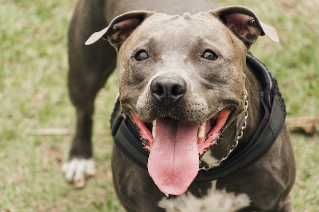 Pit-bull dog jouant et s'amusant dans le parc. Temps nuageux. Mise au point sélective.