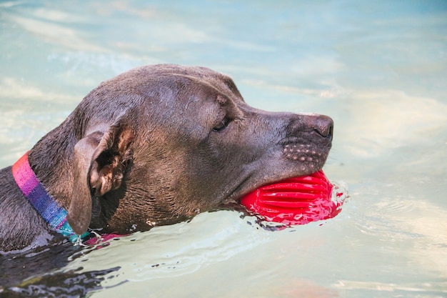 Pit-bull dog nageant dans la piscine aux beaux jours.