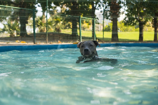 Pit-bull dog nageant dans la piscine du parc. Journée ensoleillée à Rio de Janeiro.