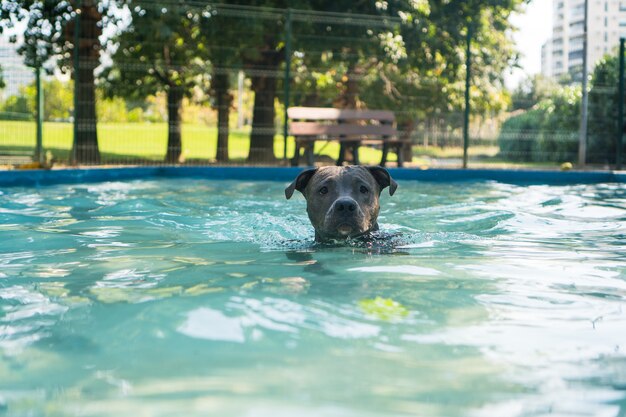 Pit-bull dog nageant dans la piscine du parc. Journée ensoleillée à Rio de Janeiro.