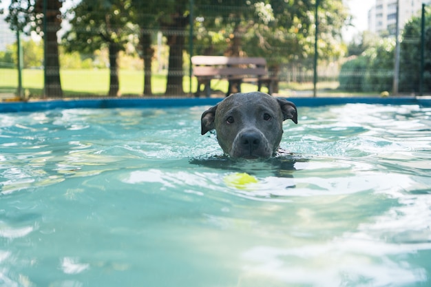 Pit-bull dog nageant dans la piscine du parc. Journée ensoleillée à Rio de Janeiro.