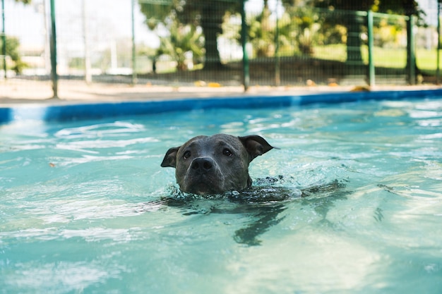 Pit-bull dog nageant dans la piscine du parc. Journée ensoleillée à Rio de Janeiro.