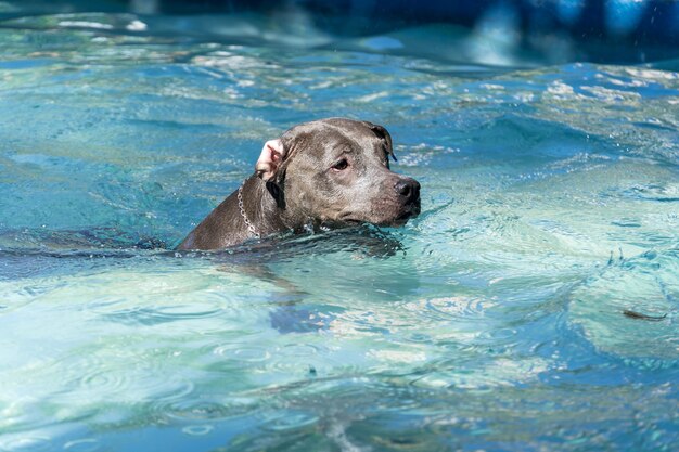 Pit-bull dog nageant dans la piscine du parc. Journée ensoleillée à Rio de Janeiro.