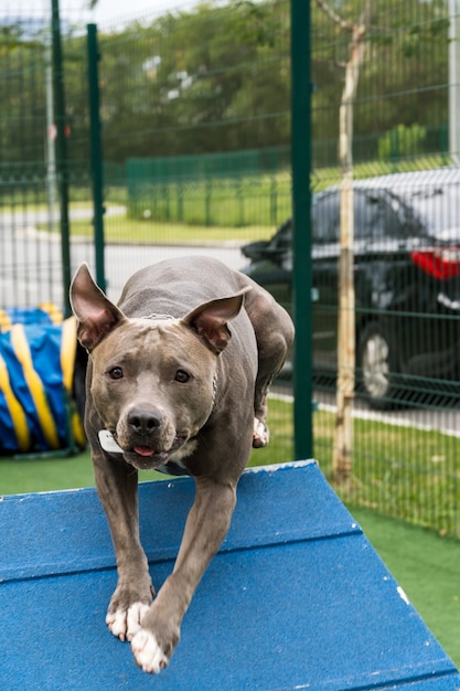 Pit-bull dog qui grimpe la rampe tout en pratiquant l'agilité et en jouant dans le parc à chiens. Espace pour chiens avec jouets de type rampe et pneus pour lui permettre de faire de l'exercice.