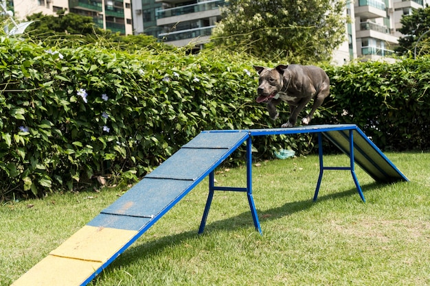 Pit-bull dog sautant les obstacles tout en pratiquant l'agilité et en jouant dans le parc pour chiens. Endroit pour chien avec des jouets comme une rampe et un pneu pour qu'il puisse faire de l'exercice.