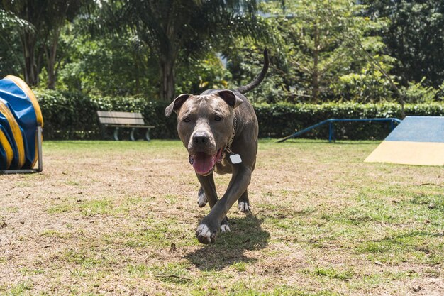 Pit-bull dog sautant les obstacles tout en pratiquant l'agilité et en jouant dans le parc pour chiens
