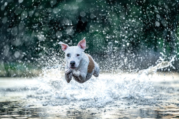 Pit bull terrier nage et joue dans l'eau du lac