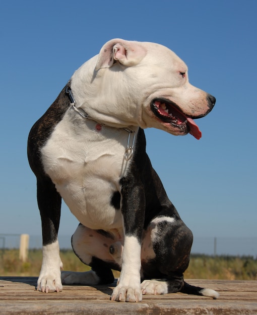 Pit-bull