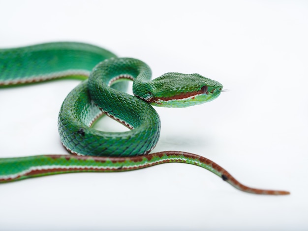 Pit Viper mâle (Trimeresurus popeorum)