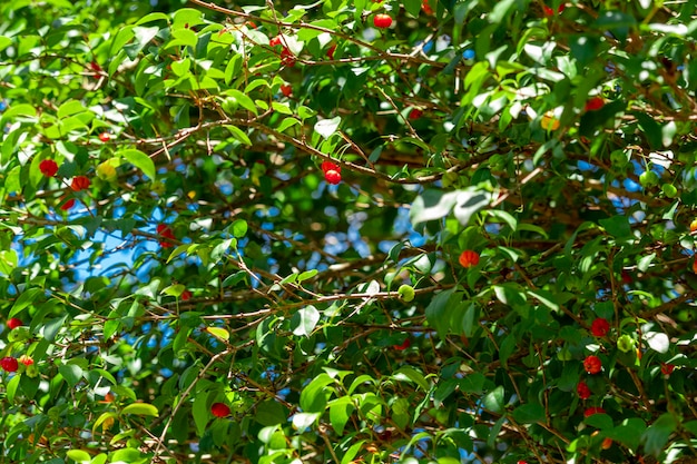 Le pitanga (eugenia uniflora) est le fruit du pitangueira, dicotylédone de la famille des mirtacées. Il a la forme de boules charnues globuleuses, rouges, oranges, jaunes ou noires.