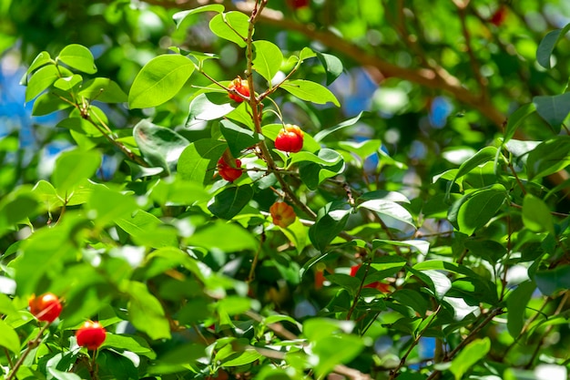 Le pitanga (eugenia uniflora) est le fruit du pitangueira, dicotylédone de la famille des mirtacées. Il a la forme de boules charnues globuleuses, rouges, oranges, jaunes ou noires.