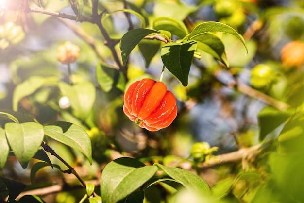 Pitanga fruit de pitangueira dicotylédone de la famille des myrtacées Fruit exotique sous forme de boules globuleuses et charnues riche en vitamine C Cerise du Brésil