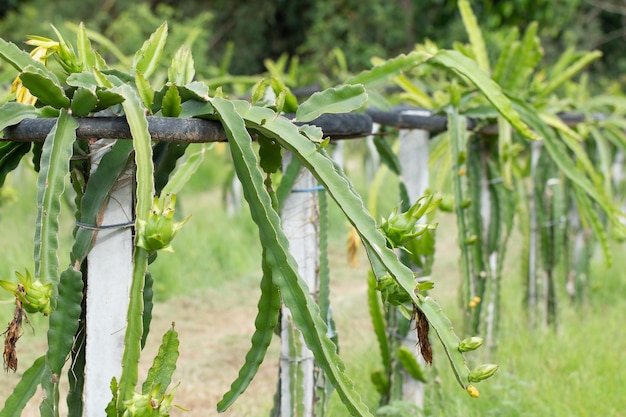 Pitaya ou Pitahaya dans une ferme biologique le matin