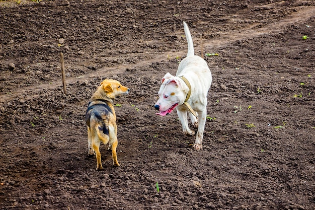 Pitbull chien blanc et chien errant brun sur le terrain. Connaissance aléatoire et établissement de contacts_