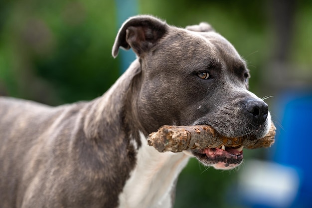 Pitbull jouant dans le jardin d'une maison familiale