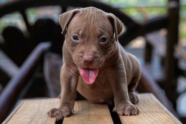 PitBull Puppy Debout sur une caisse.