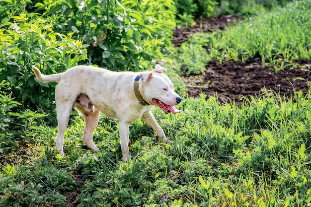 Le pitbull de race de chien blanc aide à protéger le bétail dans les pâturages_