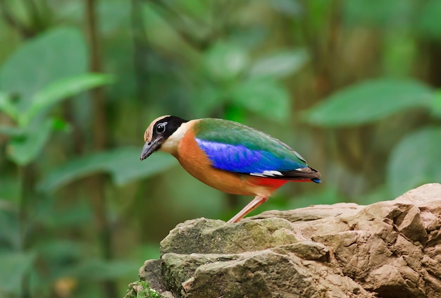 Pitta à ailes bleues (moluccensis), oiseaux de Thaïlande