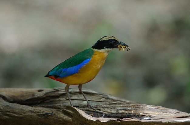 Pitta à ailes bleues (Pitta moluccensis) dans la nature de la Thaïlande