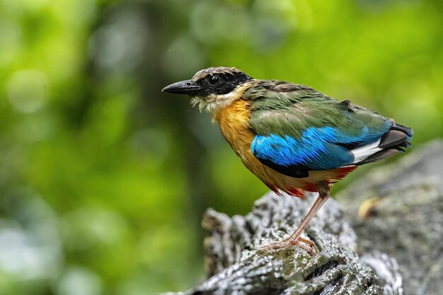 Le pitta à ailes bleues se percher sur le journal après le bain avec un arrière-plan flou vert Thaïlande