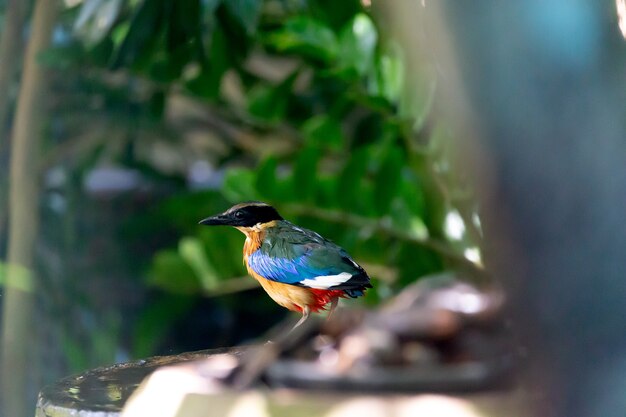 Pitta à ailes bleues