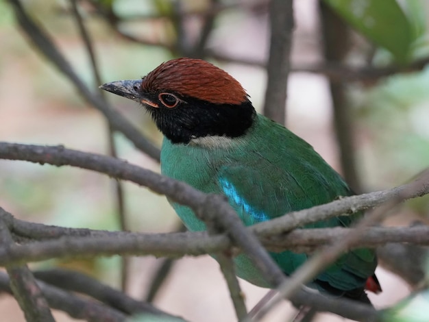 Photo le pitta à capuche