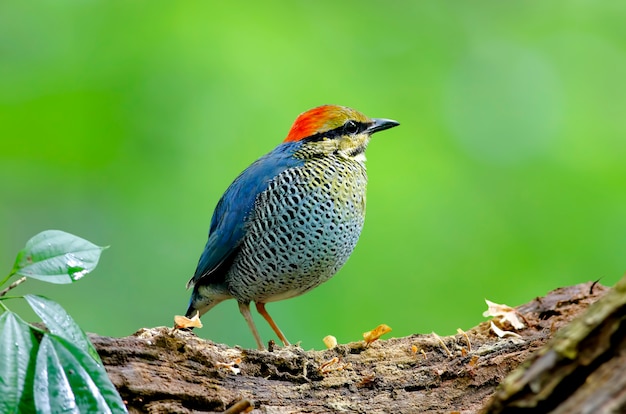 Pitta Hydrornis cyaneus bleu beaux oiseaux mâles de la Thaïlande