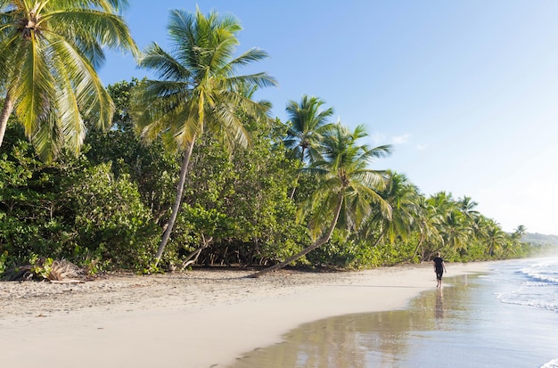 La pittoresque plage des Caraïbes l'île de la Martinique French West Indies