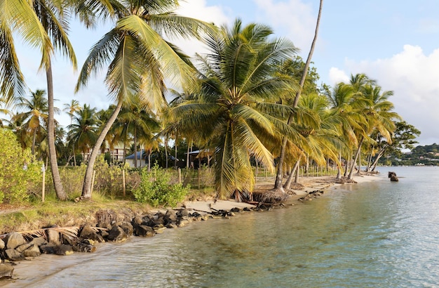 La pittoresque plage des Caraïbes l'île de la Martinique French West Indies