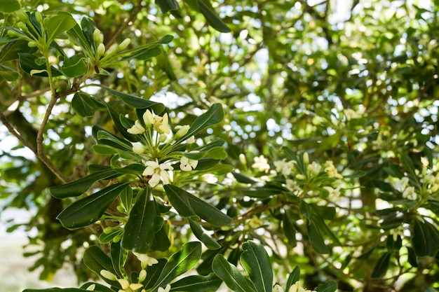 Photo pittosporum tobira communément connu sous le nom de fleur d'orange chinoise