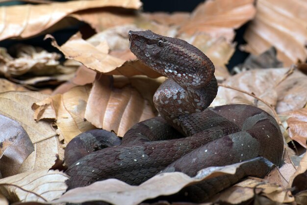 Le pitviper à nez plat se cachant dans des feuilles sèches