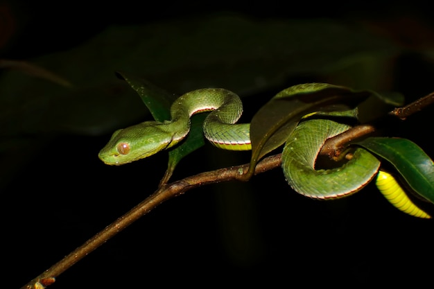 Pitviper vert de Vogel Trimeresurus vogeli Baby Close-up