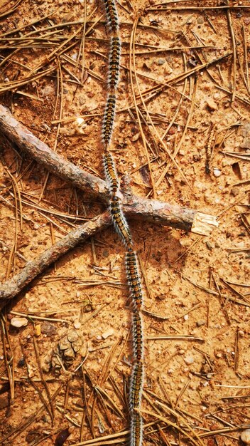 pityocampa les chenilles processionnaires du pin qui forment de longues traînées dangereuses pour l'homme et les animaux car elles possèdent des poils irritants