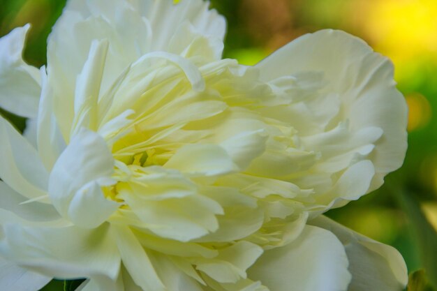 Pivoine blanche dans le jardin