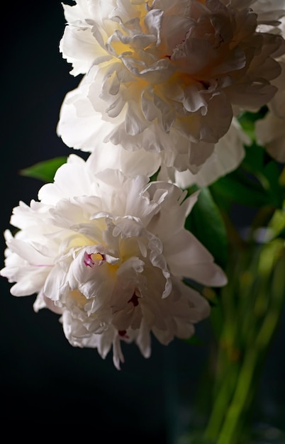 La pivoine blanche avec des feuilles vertes se trouve sur un fond noir