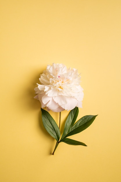 Photo une pivoine blanche sur fond jaune