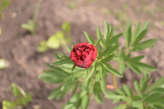 La pivoine bordeaux lumineuse a fleuri au début du printemps