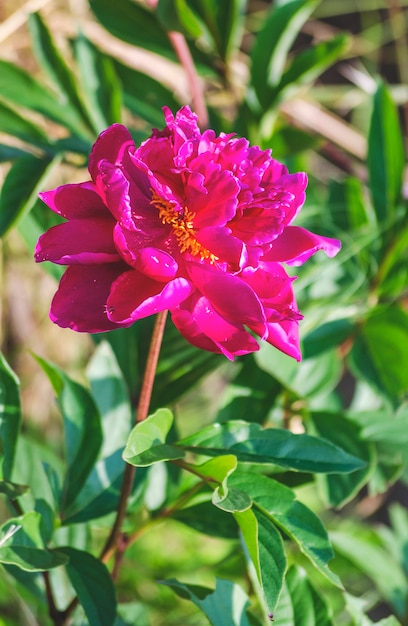 Photo pivoine de bourgogne qui fleurit dans le jardin