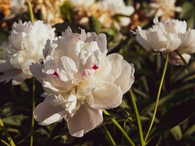 Pivoine dans un jardin d'été en gros plan sur un fond naturel