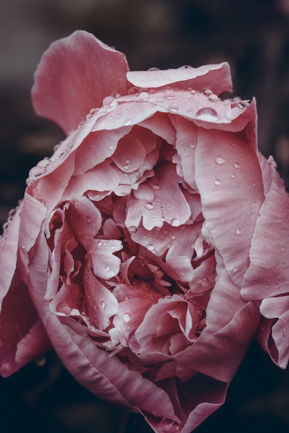 Pivoine sur fond sombre closeup