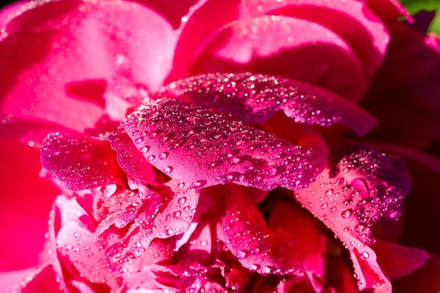 pivoine avec des gouttes