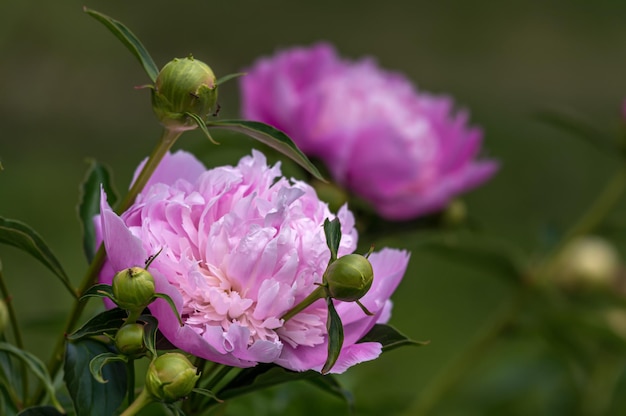 La pivoine (Paeonia) est un genre de plantes de la famille des Pivoniacées. Plantes vivaces