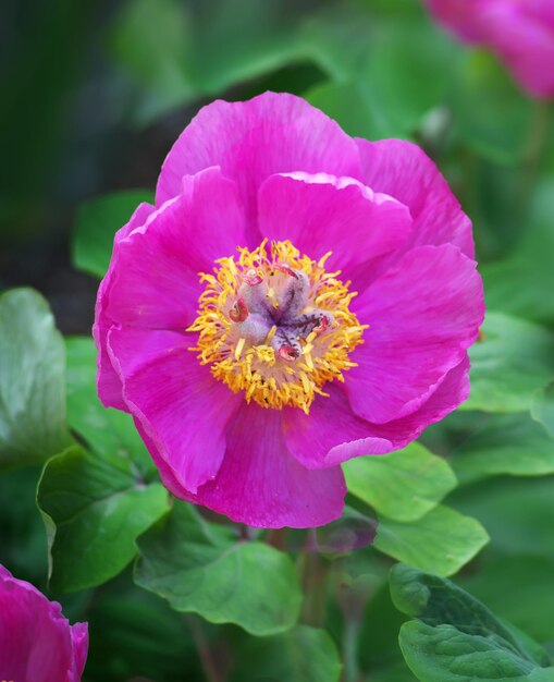 Pivoine portrait fleur Nature composition