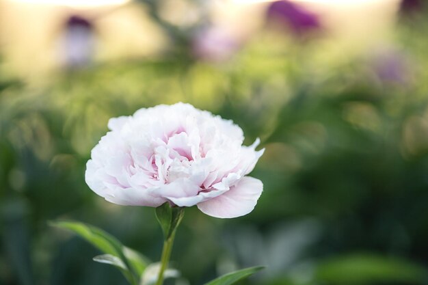 Pivoine rose dans un gros plan de lit de fleur d'été