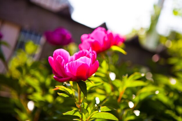 Photo une pivoine rose dans un jardin avec un toit en arrière-plan