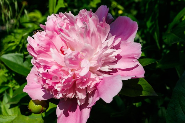 Pivoine rose dans le jardin