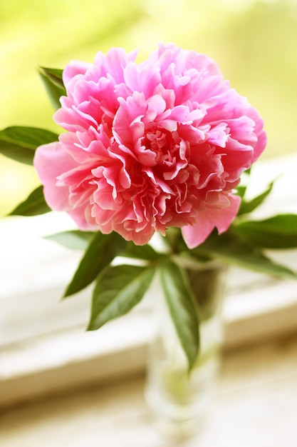 Pivoine rose dans un vase