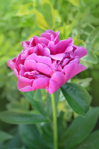 Pivoine rose avec des feuilles vertes sur fond bokeh flou Paysage avec champ de pivoines Champ de pivoines au printemps